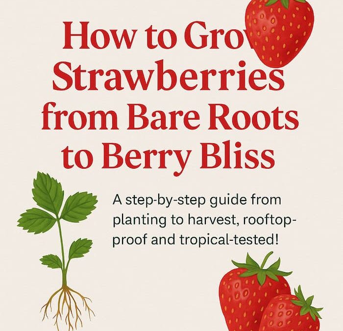 🍓 How I Started Growing Over 100 Strawberries on my Rooftop