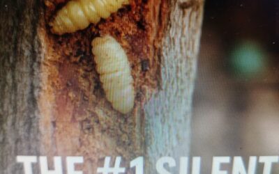 Fig Borers-The Number 1 Silent Killers in My Fig Trees