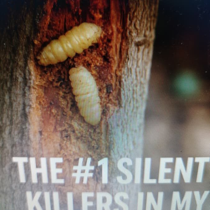 Fig Borers-The Number 1 Silent Killers in My Fig Trees