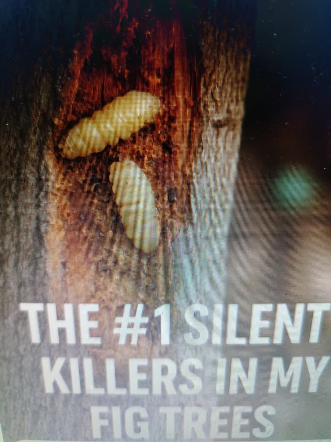 Fig Borers