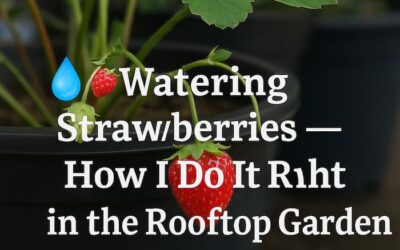 💧🍓 Watering Strawberries — How I Do It Right in the Rooftop Garden