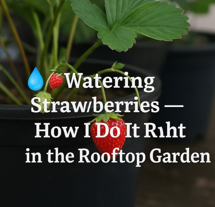 💧🍓 Watering Strawberries — How I Do It Right in the Rooftop Garden