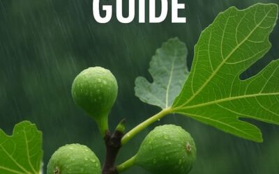 Growing Figs in Rainy Season Guide