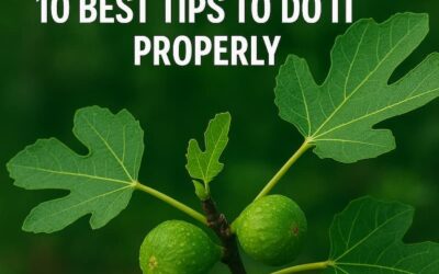 👉How to Fertilize Fig Trees – 10 Best Tips To Do it Properly