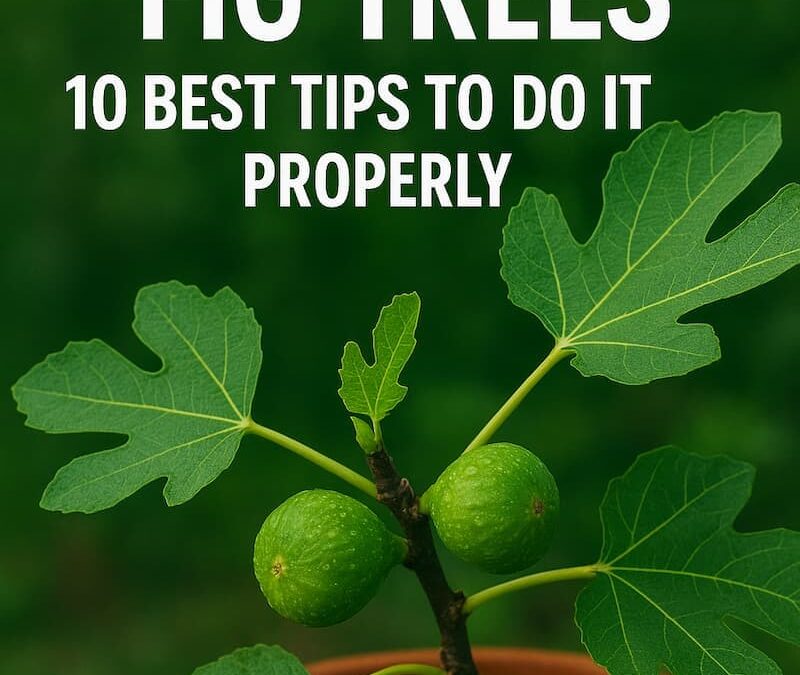 👉How to Fertilize Fig Trees – 10 Best Tips To Do it Properly